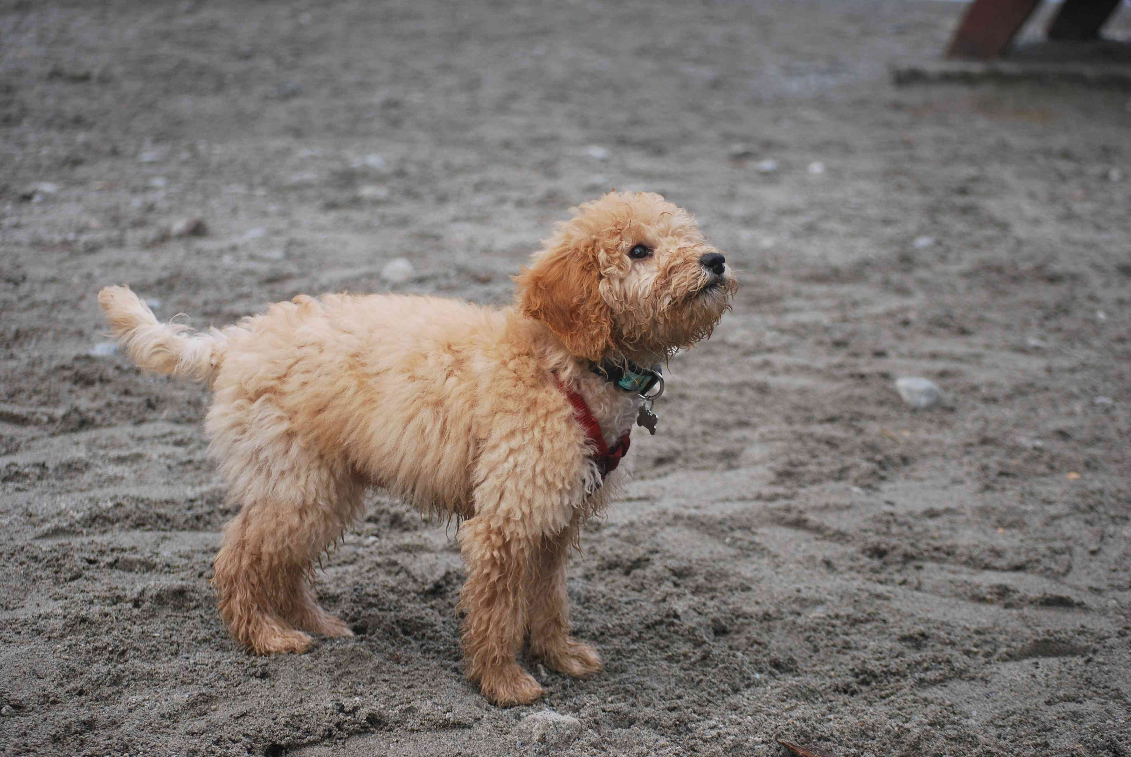 Goldendoodle Weight Management: Understanding the Risks and Prevention Tips